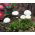 Inggris biji campuran Daisy - Bellis perennis - 690 biji
