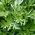 Fehér üröm - 3000 magok - Artemisia absinthium