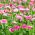 Насіння рожевих англійських ромашок - Bellis perennis - 690 насіння