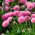 Насіння рожевих англійських ромашок - Bellis perennis - 690 насіння