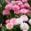 Inggris biji campuran Daisy - Bellis perennis - 690 biji