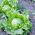 Salata verde de seminte de salata - Lactuca sativa - 1150 seminte - Lactuca sativa L.  - semințe