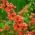 Japonská semena kdoule - Chaenomeles japonica - 15 semen