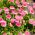 Насіння рожевих англійських ромашок - Bellis perennis - 690 насіння