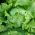 Kopfsalat "Queen of summer" Samen - Lactuca sativa - 1150 Samen