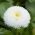 Engleski sjemenke margarine - Bellis perennis - 690 sjemenki