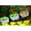 Hängende Balkonbox - Krone - 40 cm - Lime - 
