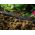 Tubo da giardino per irrigazione ½ "DRIP da 7,5 m - CELLFAST - 