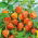 חורף שרי, שלפוחית השתן זרעי דובדבן - Physalis alkekengi - 165 זרעים - Physalis alkekengi var. Franchetti