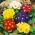 Primrose, engelska Primrose blanda frön - Primula acaulis - 140 frön