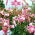 Giglio Anastasia - Lilium Anastasia