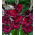Gladiolsläktet - mix - paket med 5 stycken - Gladiolus