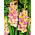 Gladiolsläktet - mix - paket med 5 stycken - Gladiolus