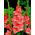Gladiolsläktet - mix - paket med 5 stycken - Gladiolus