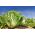 Kötözősaláta - Parris Island Cos - zöld - 800 magok - Lactuca sativa L. var. longifolia