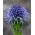 Echte Kugelblume Samen - Globularia punctata - 400 Samen -
