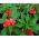 Kerti balzsam, Jewelweed magok - Impatiens balzsamina - 100 mag - Impatiens balsamina
