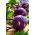 Purple Kohlrabi Alka seeds - Brassica oler convar. acephala var. gongylodes - 520 seeds