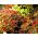 Flame Semená žihľavy - Coleus blumei - 66 semien - Plectranthus scutellarioides