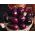 Aubergine - Black Beauty - Deep Purple Harvest for Grilling - Fresh Seeds