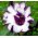 Semințe Datura Metel - Datura metel fl.pl - 14 semințe - Datura metel L.