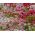 English Daisy Pomponette Mix seeds - Bellis perennis - 600 seeds