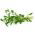 Hạt giống Savory mùa hè - Satureja hortensis - 2600 hạt