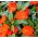 Balsamine de Waller - Impatiens walleriana - 180 graines