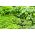 Herb Garden selama bertahun-tahun - Ramuan campuran -  - biji