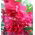 Kerti balzsam, Jewelweed magok - Impatiens balzsamina - 100 mag - Impatiens balsamina