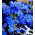 Sommer glemme-meg-ikke frø - Anchusa capensis - 250 frø