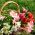 Peruvian Lily seeds - Alstroemeria Aurantiaca - 5 seeds