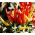Paprika - Poupila - Výrazná chuť v kompaktní velikosti, vhodná do květináčů! - Čerstvá semena