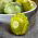 Patty Pan Squash Okra vetőmag - Cucurbita pepo - 75 mag - Cucurbita pepo var. Patisoniana - magok