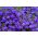 Lobelia Sapphire siemenet - Lobelia pendula - 3000 siemeniä