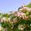 Persian Silk Tree seeds - Albizia julibrissin