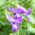 Twining Snapdragon frø - Asarina skandiner - 10 frø - Asarina scandens