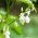Scarlet Runner Bean - Phaseolus coccineus - Decorative Vibrant 3-Meter Climbing Blooms - Fresh Seeds