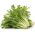 Endiviensamen (gemischt) - Cichorium endivia - 300 Samen - 
