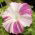 Prunkwinde Arlequin (gemischte) Samen - Ipomea purpurea - 35 Samen