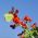 Scarlet Runner Bean - Phaseolus coccineus - Decorative Vibrant 3-Meter Climbing Blooms - Fresh Seeds