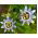 Graines de Passiflore Bleue - Passiflora caerulea - 22 graines