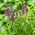 Basilika - Blue Spice - 650 frön - Ocimum basilicum