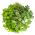 Herb Garden selama bertahun-tahun - Ramuan campuran -  - biji