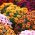 Chrysanthemum Fanfare Verbesserte Samen - Chrysanthemum x koreanum - 