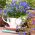 Lobelia Sapphire siemenet - Lobelia pendula - 3000 siemeniä