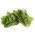Kötözősaláta - Parris Island Cos - zöld - 800 magok - Lactuca sativa L. var. longifolia
