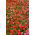Balsamine de Waller - Impatiens walleriana - 180 graines