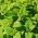 Mélisse officinale - Limonella - 1000 graines - Melissa officinalis