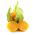 Cape Gooseberry, Hạt anh đào đất - Physalis peruviana